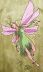 Filename=cortney_fairy.jpg
Filesize=215KB
Dimensions=563x936
Date added=Apr 24, 2007 cortney_fairy.jpg